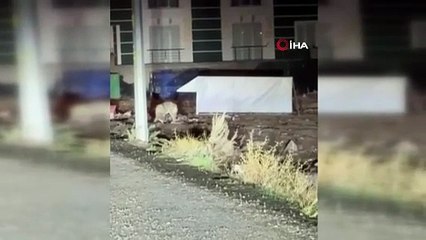 Şehir merkezinde kurt paniği! Çöpte yiyecek aradı