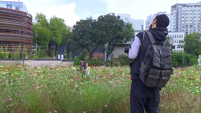 도심 속 가을꽃 만개한 송현광장...백일홍 활짝 / YTN