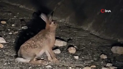 Nesli tükenmek üzere olan o hayvan Erzurum’da görüldü