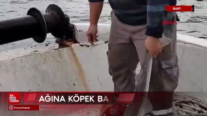Bartın'da balıkçıların ağına köpek balığı takıldı