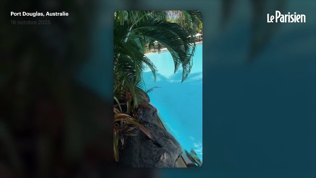 « Un crocodile dans la piscine » d’un luxueux hôtel en Australie, la baignade évacuée