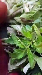 Tomato plant grow video #reels #farming #farmya #shortvideo #vlog##tomato #vlogvideo#reelsvideo
