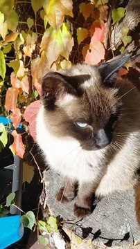 Good Morning! Is My Bowl Ready? #cat #cats #shorts #funnycats #funnyanimals #cutecats #viralcats #trending #fyp