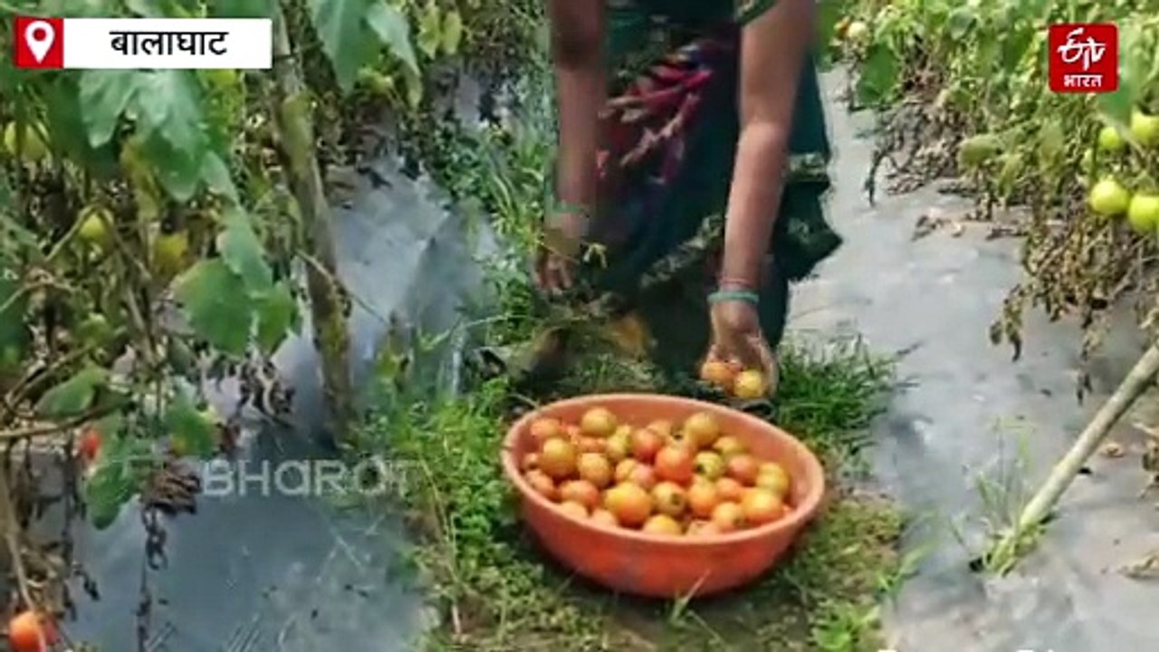 बालाघाट में जंगली बैंगन के पौधों पर फल रहे टमाट...