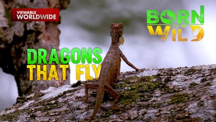 Lumilipad na dragon, marunong palang manligaw?! | Born to Be Wild