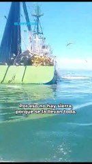Así caen los pelícanos en redes sardineras; devastan Bahía de Kino