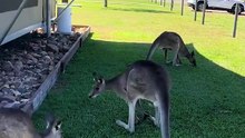 Australian kangaroos
