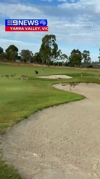 40 million kangaroos in Australia 🇦🇺