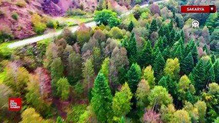 Sakarya’da Çam Dağı sonbahar renklerine büründü