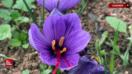 Safranbolu’da safranın kilosu 600 bin liradan satılacak