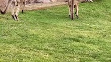 Australian kangaroo