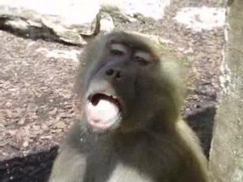 Le Pal - Le singe