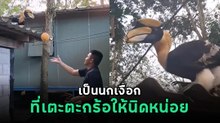 มะแอ นกเงือกที่เตะตะกร้อได้นิดหน่อย