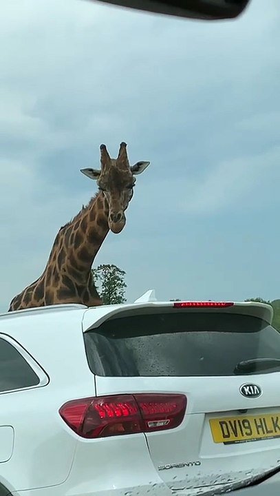 Meeting the Giraffes at the Safari Park 🦒💛