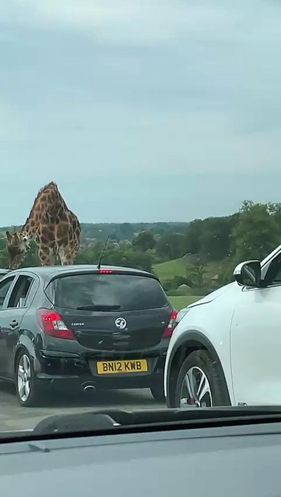 Giraffe at Safari Park