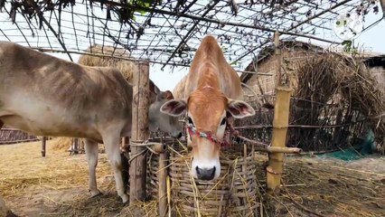 Os animais mais fofos do mundo N•594