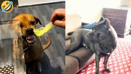 😹 Funny Cat Compilation 2025 – Non Stop Laughter Guaranteed  9