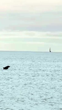 Marina di Pisa, delfini a pochi metri dalla riva