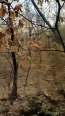 De jolies rencontres dans la foret... Plein d'animaux