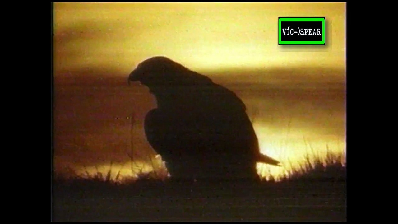 Vida Salvaje: Atacantes del cielo - Documental (1991) - Español Latino *Ricardo Lani*
