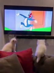 Inspecting his tail !!