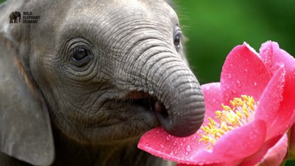 Secret Baby Elephant Sounds Revealed - Ultra Rare ASMR Collection 🐘🎧