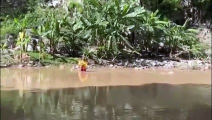 Perritos rescatados de casas inundadas en Santa Lucía