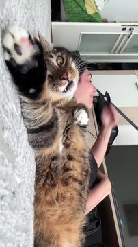 Dert dinlemekten dermanı kalmayan kedi 😅🐈