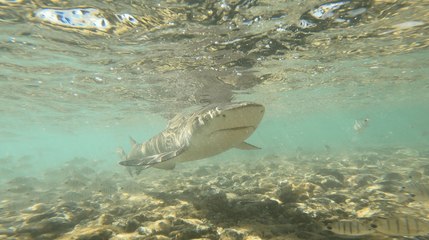 Rafael Lorraine : Les enfants face aux requins-citrons