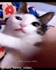 Chats Qui Jouent avec des Jouets Bizarres_1754563451