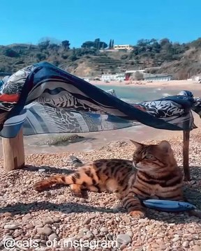 Chats Qui Jouent avec les Lasers_1754235467