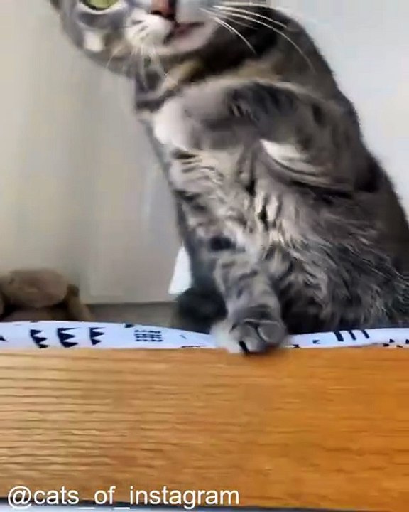 Chats Qui Se Battent (en Jeu) avec Leurs Amis_1754229373