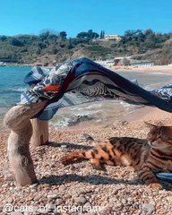 Compilation de Miaulements Inoubliables_1753902418