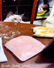 Compilation de Miaulements Inoubliables_1754228563