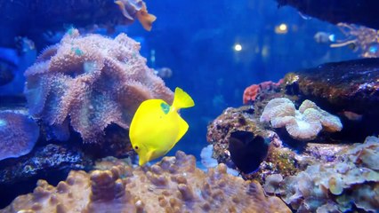 Música Relajante con Peces en 4K UHD 🌊 _ Fondo Acuático para TV y Descanso