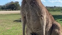 Australian kangaroos