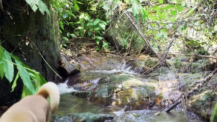 EP.501 - Colhendo frutas silvestres, a vida em jangadas de bambu em dias chuvosos