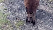 Kangaroo