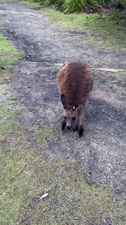 Kangaroo