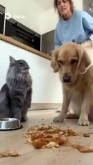 The best funny and entertaining cat clips