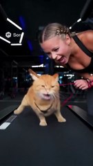 The best funny and entertaining cat clips