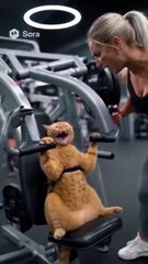 The best funny and entertaining cat clips