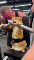 The best funny and entertaining cat clips