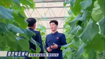 Notícias de produção da Fazenda de Estufas de Jungpyong