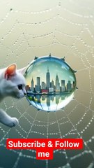 cat climbing up building #cat #catvideos #funny #studywithmeandmycat