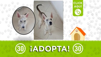 ¡NO PERMITAS ESTA CRUELDAD! Un cachorro de 6 meses podría llegar a la calle