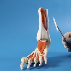 Vous êtes-vous déjà demandé comment les chevilles sont réparées ?