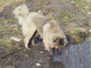 Our Mountain dog " Boris big bud. ".