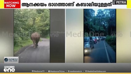'കബാലി ടാ.... 'റോഡ് ബ്ലോക്കാക്കി മലക്കപ്പാറയിൽ കബാലിയുടെ റോഡ് ഷോ