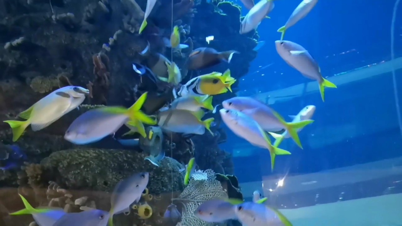 Fish Aquarium #fishaquarium #fishaquariumbahrain